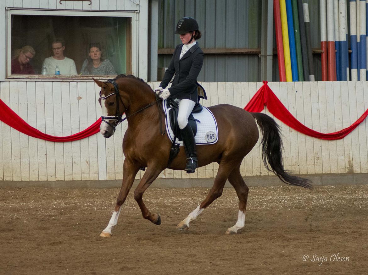 Hollandsk Sportspony Orchid's Marinja B-pony billede 20