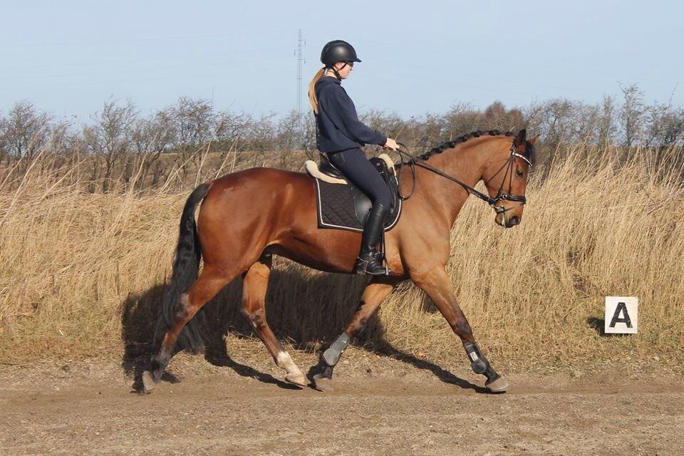 Dansk Varmblod Zaki billede 15