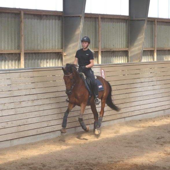 Tysk Sportspony FS Davidoff billede 2