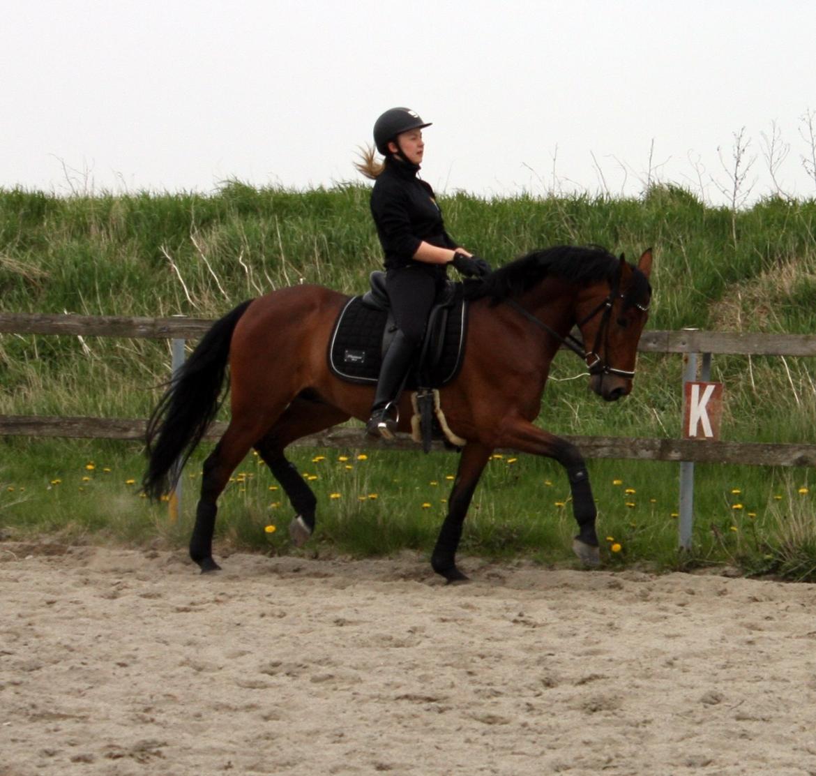 Tysk Sportspony FS Davidoff billede 3