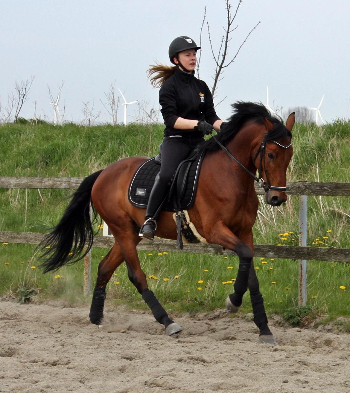 Tysk Sportspony FS Davidoff billede 5