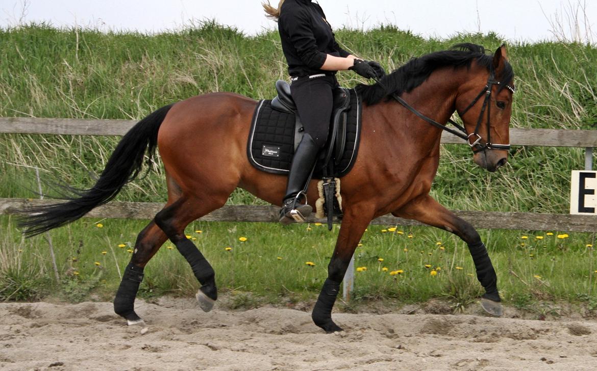 Tysk Sportspony FS Davidoff billede 1