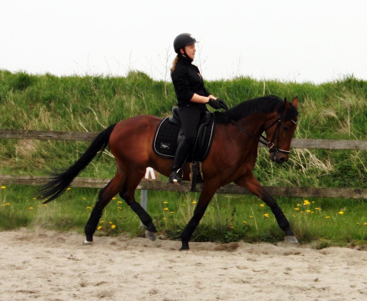 Tysk Sportspony FS Davidoff billede 4