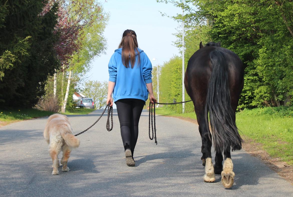 Welsh Cob (sec D) Dynamite Bogart - Tak for besøget ♥ billede 20