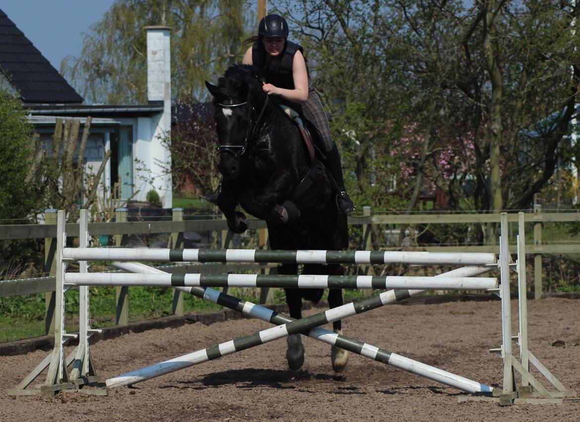 Welsh Cob (sec D) Dynamite Bogart - Juni 2014 ♥ billede 13