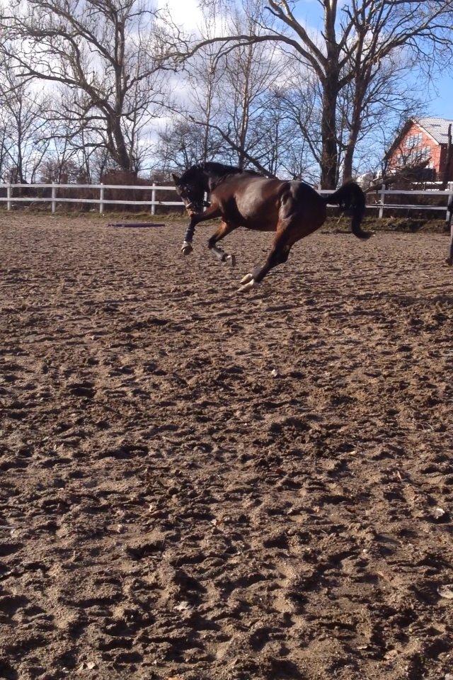 Holstener Talqui (talle) billede 5