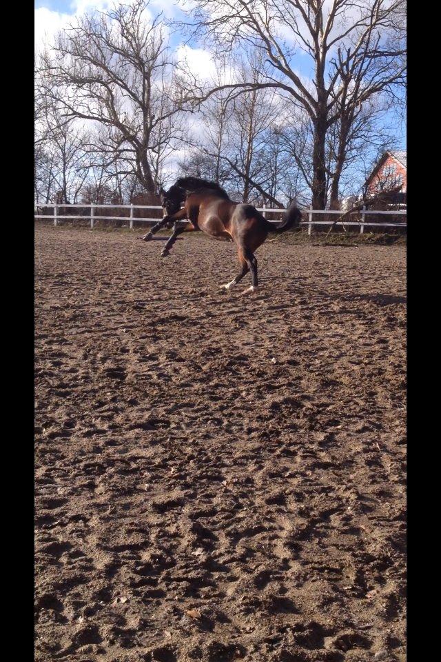 Holstener Talqui (talle) billede 6