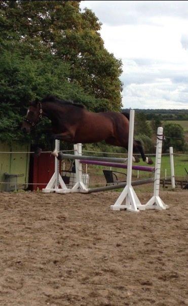 Holstener Talqui (talle) billede 8