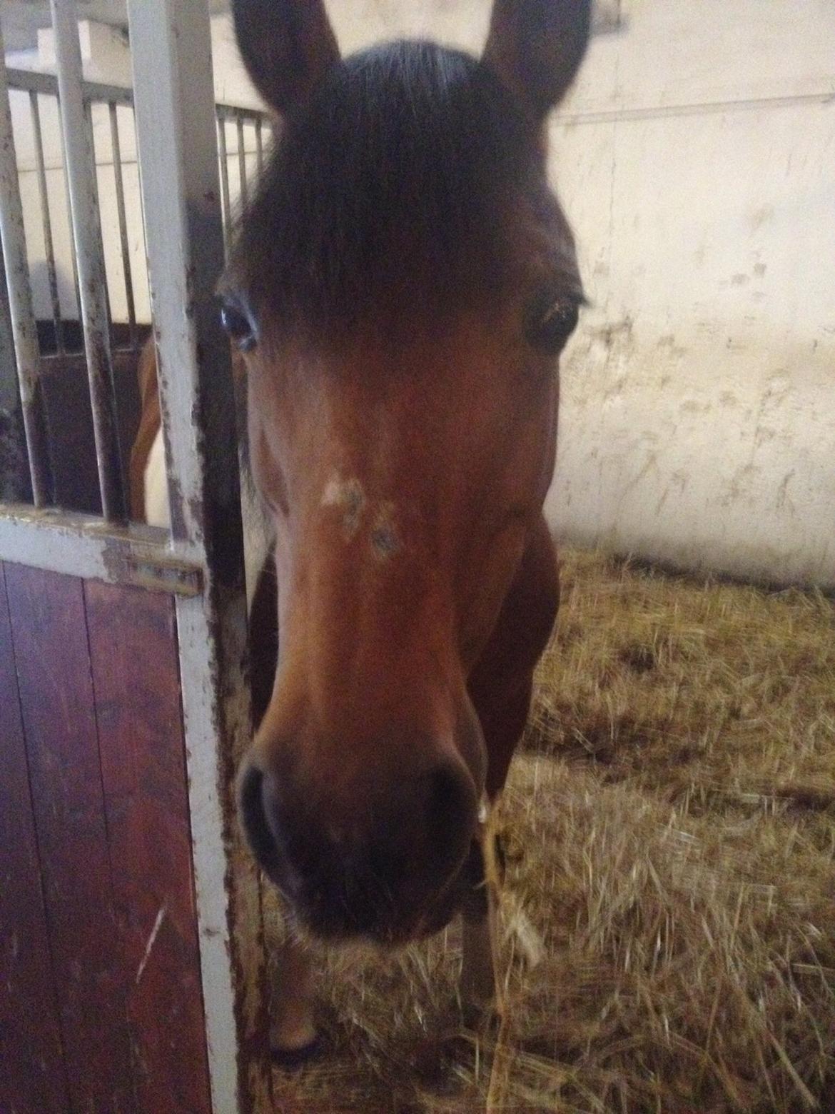 Anden særlig race Sebastian billede 6