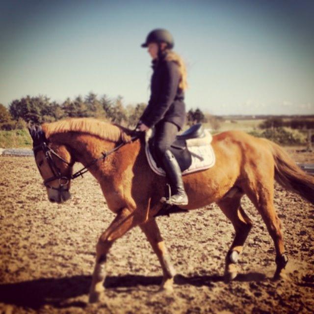 Anden særlig race Lykkelundens Jackpot<3 A pony - Dressur træning :-) Han er for nice! billede 9