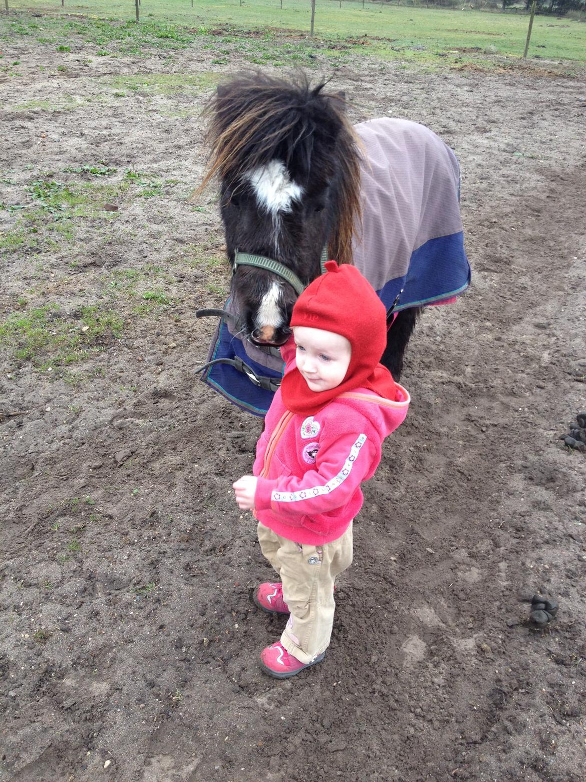 Anden særlig race Bella billede 19