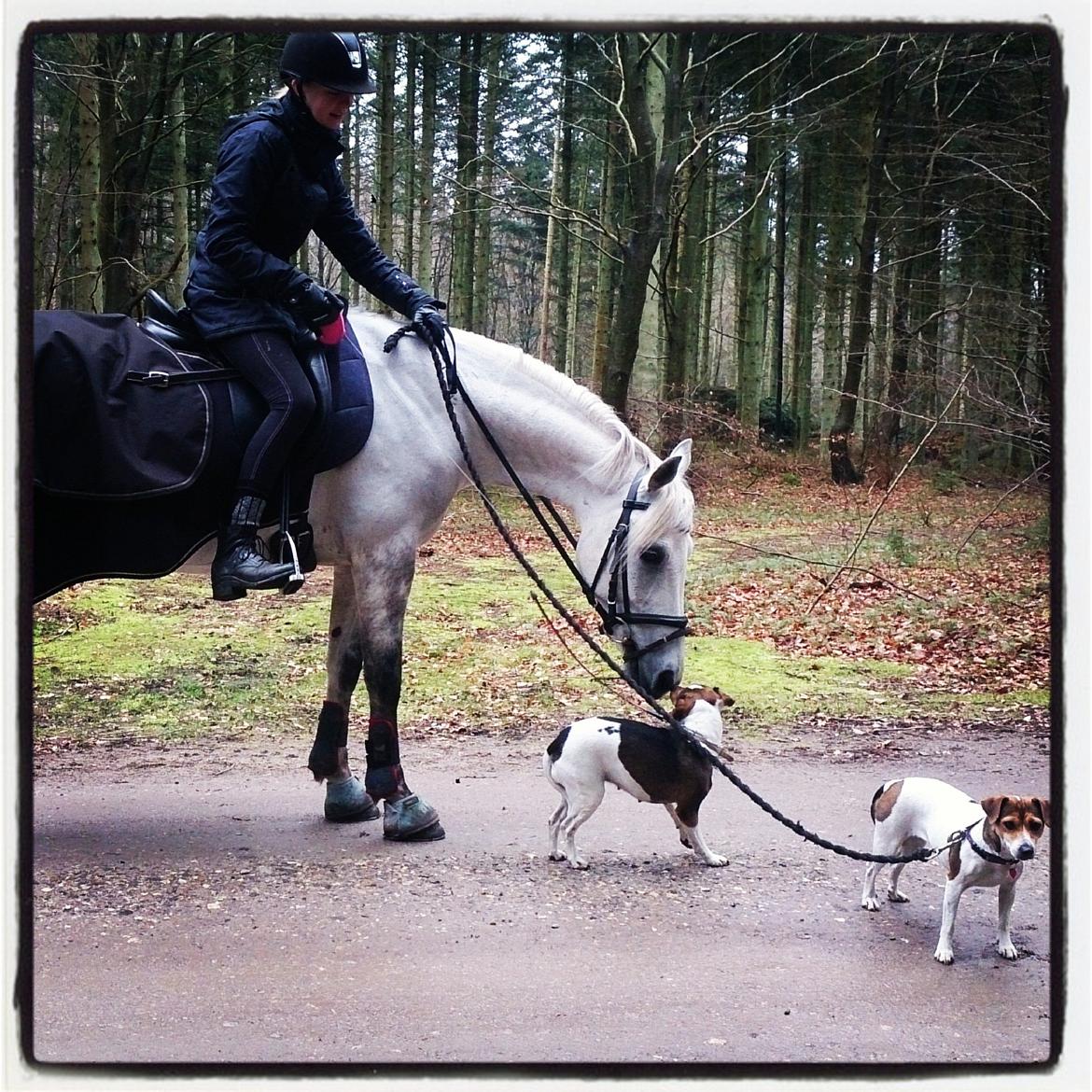 Anden særlig race Lilleprins - Hyggelig tur i skoven med vores søde hunde billede 9