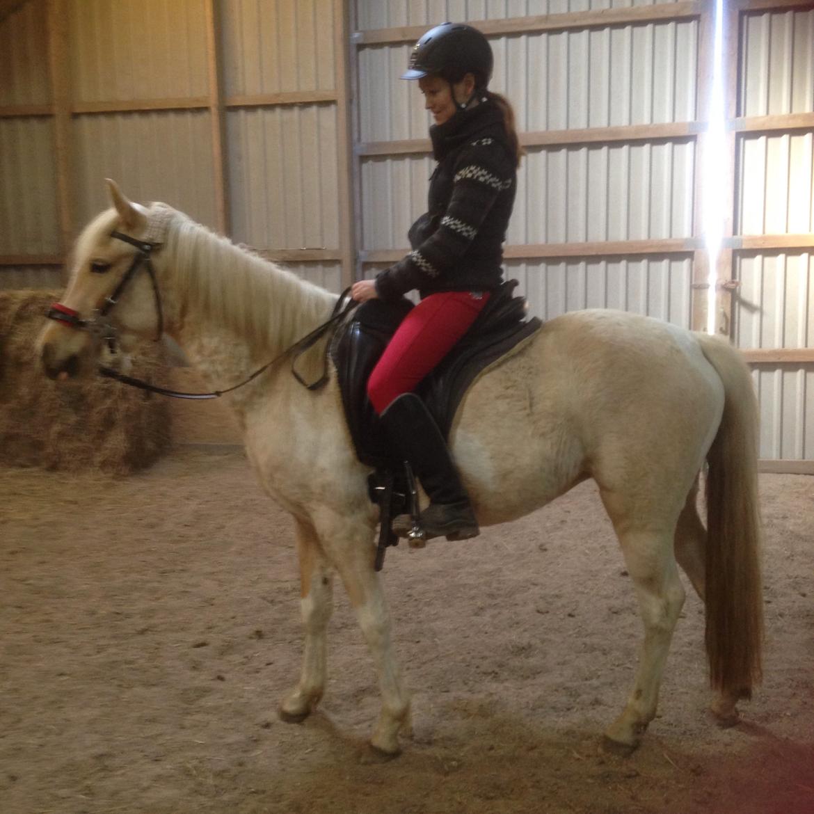 Welsh Partbred (Sec F) Brattensborgs Safran billede 19