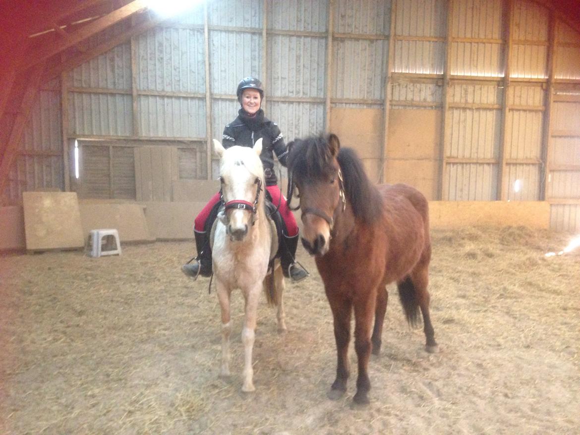 Welsh Partbred (Sec F) Brattensborgs Safran billede 20