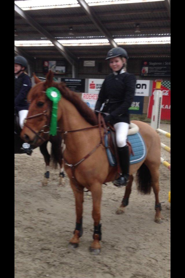 Anden særlig race Golden Fox<3 R.I.P - 5 plads i LA* metode A.<3 billede 4