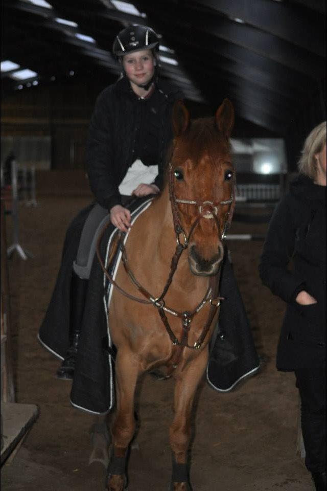 Anden særlig race Golden Fox<3 R.I.P - Min smukke hyp.<3 billede 5