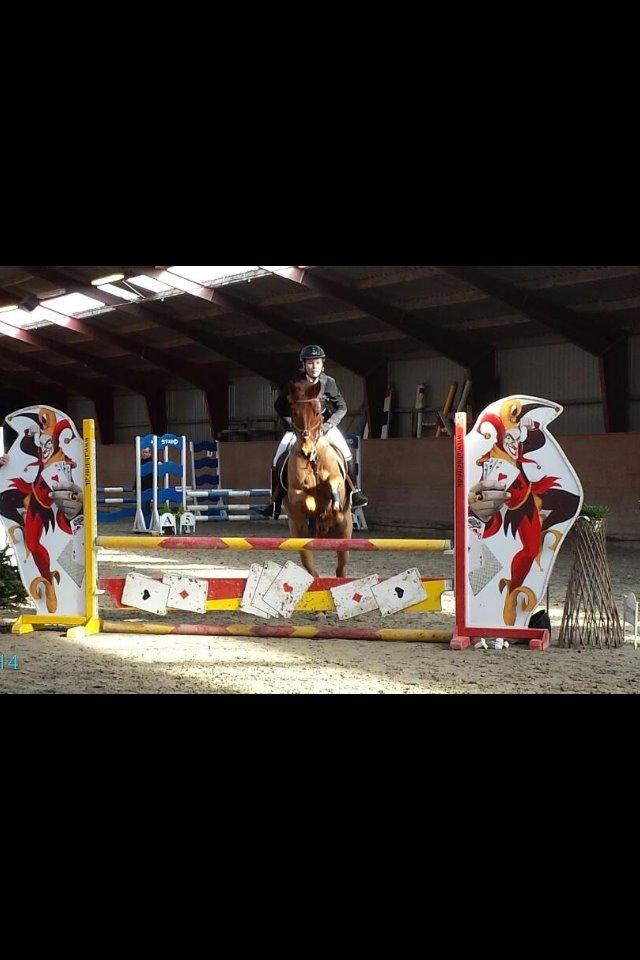 Anden særlig race Golden Fox<3 R.I.P - LA* i hestehavens rideklub 0 fejl.<3 billede 6