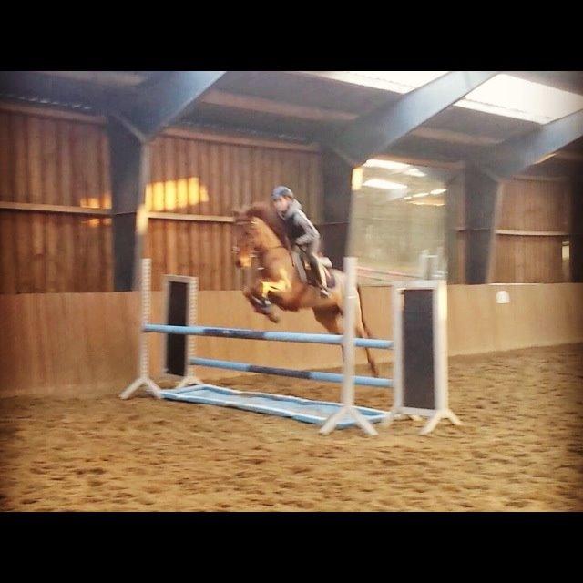 Anden særlig race Golden Fox<3 R.I.P - Vandgrav det er jo intet problem.<3 billede 8