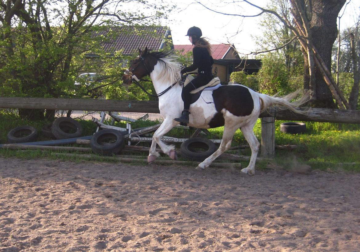 Pinto Gaasdal's Dushess *dysse* My everything - Galop på banen 22-04-14 billede 11