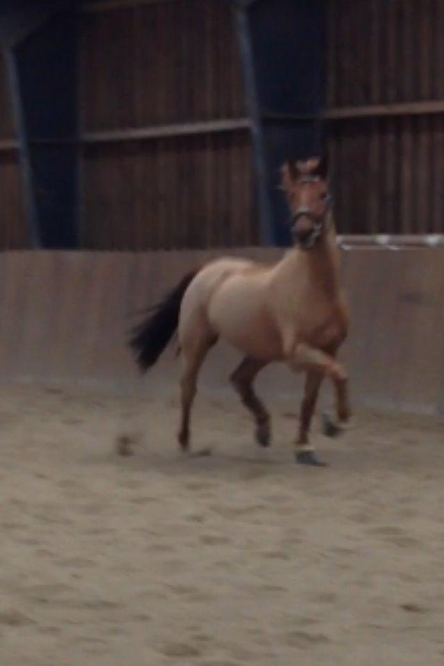 Anden særlig race Golden Fox<3 R.I.P - Lækkermås.<3 billede 12