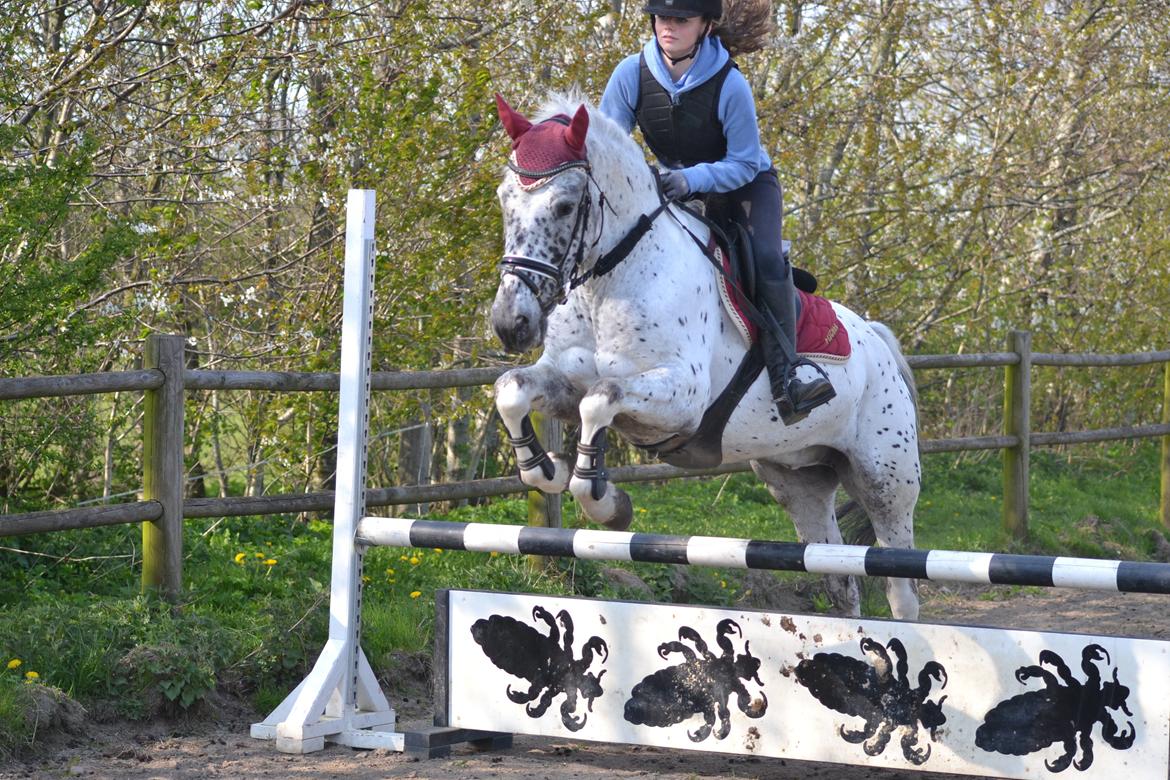 Knabstrupper Xander billede 37