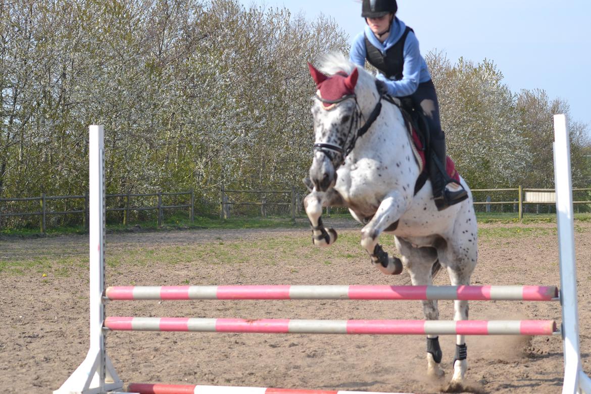 Knabstrupper Xander billede 39