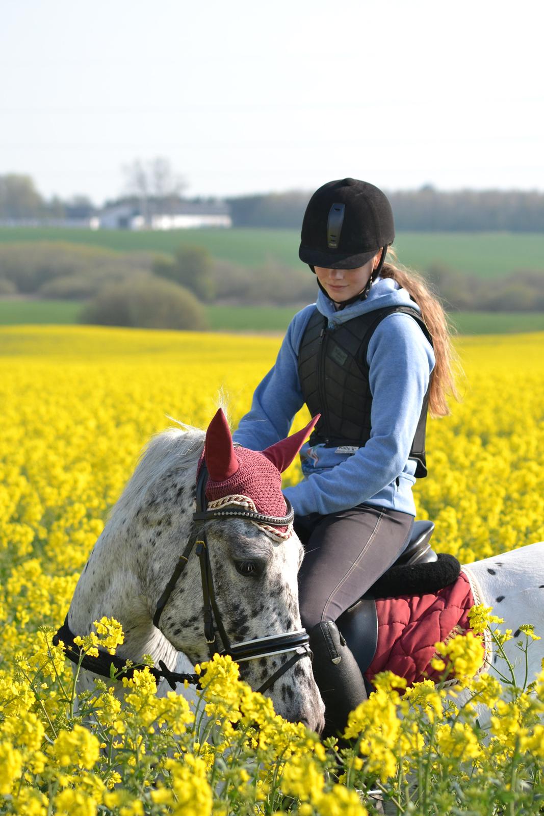 Knabstrupper Xander billede 40