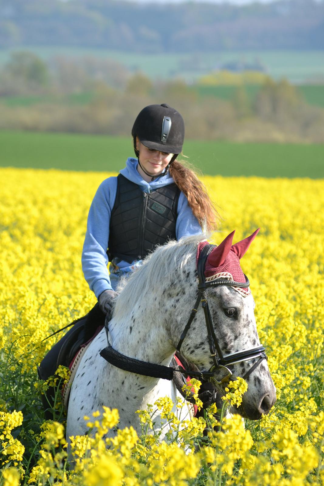 Knabstrupper Xander billede 41