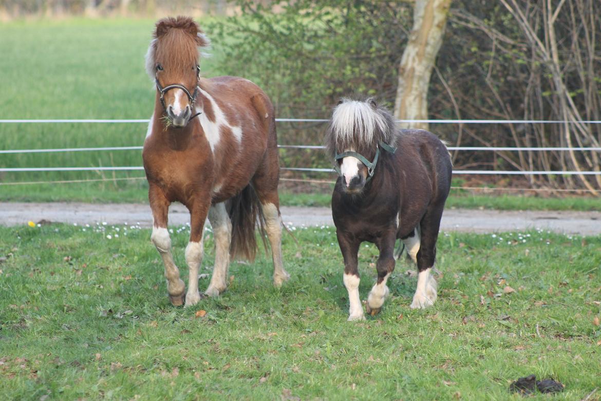 Shetlænder Pippi billede 13