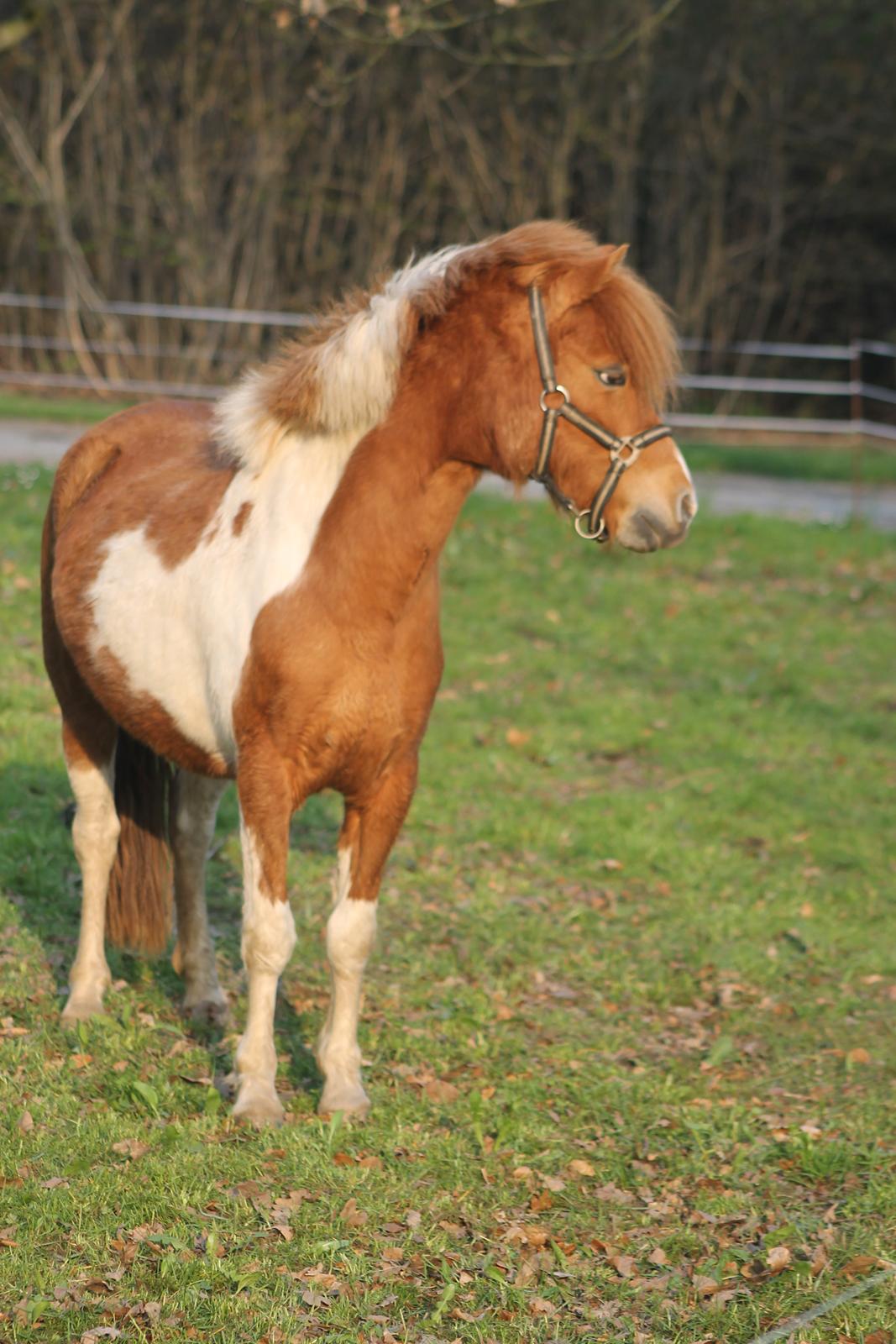 Shetlænder Pippi billede 15