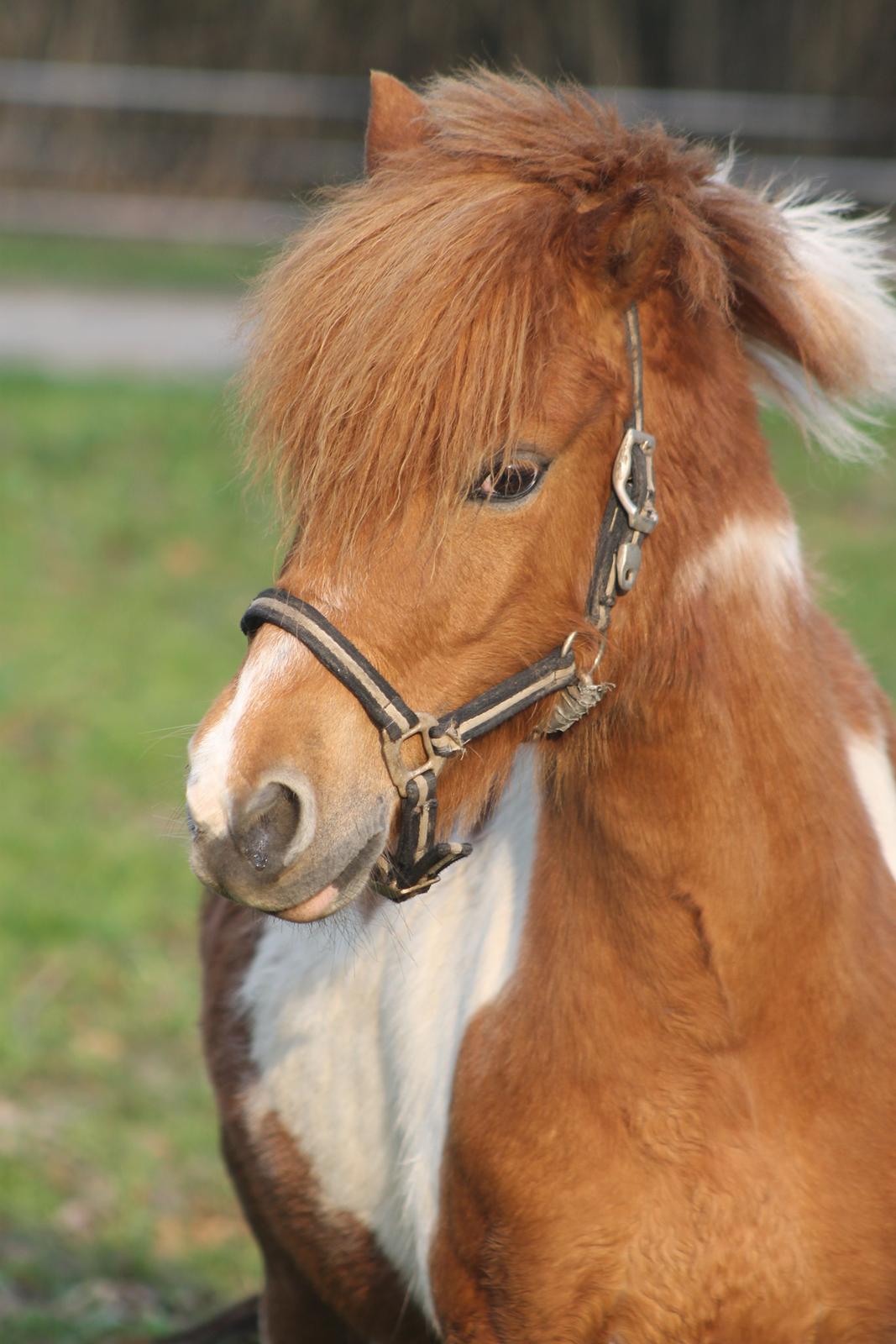 Shetlænder Pippi billede 16