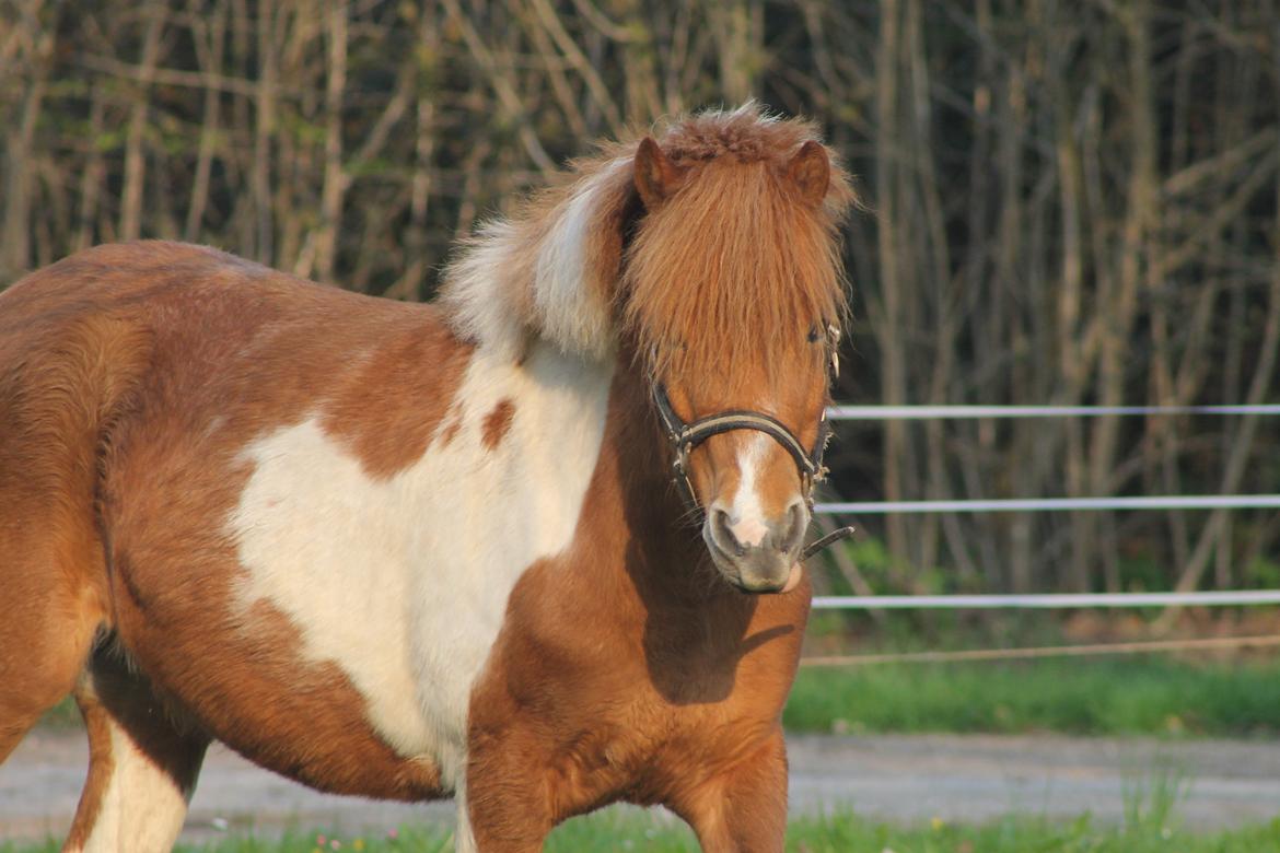 Shetlænder Pippi billede 14