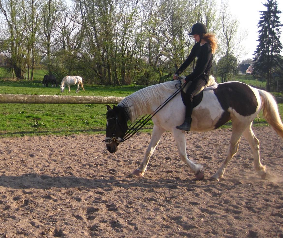 Pinto Gaasdal's Dushess *dysse* My everything - Hun søger virkelig fint ned, dog er min opstilling knap så god 22-04-14 billede 1