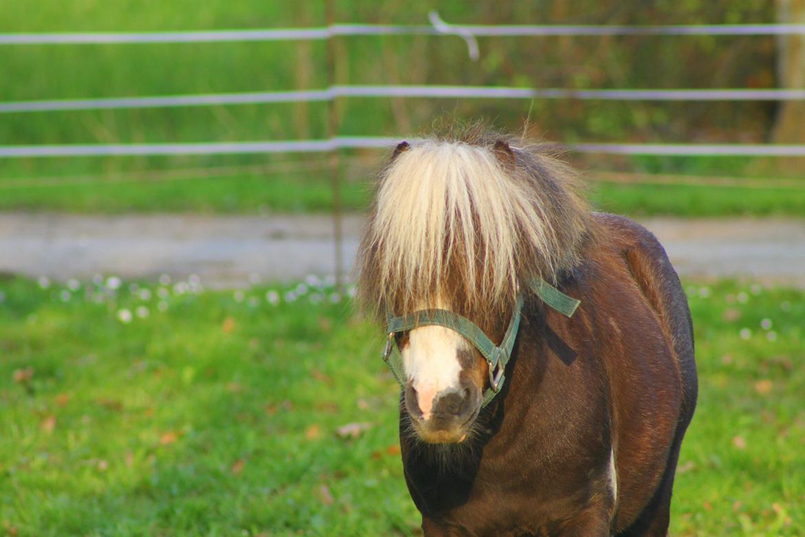 Miniature Picasso *HINGST* billede 13