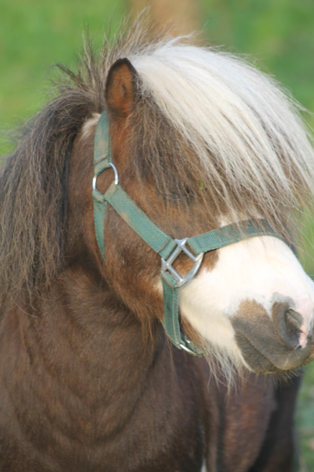 Miniature Picasso *HINGST* billede 14