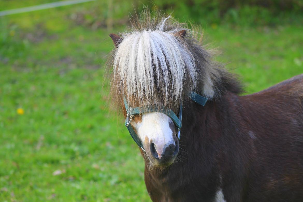 Miniature Picasso *HINGST* billede 15