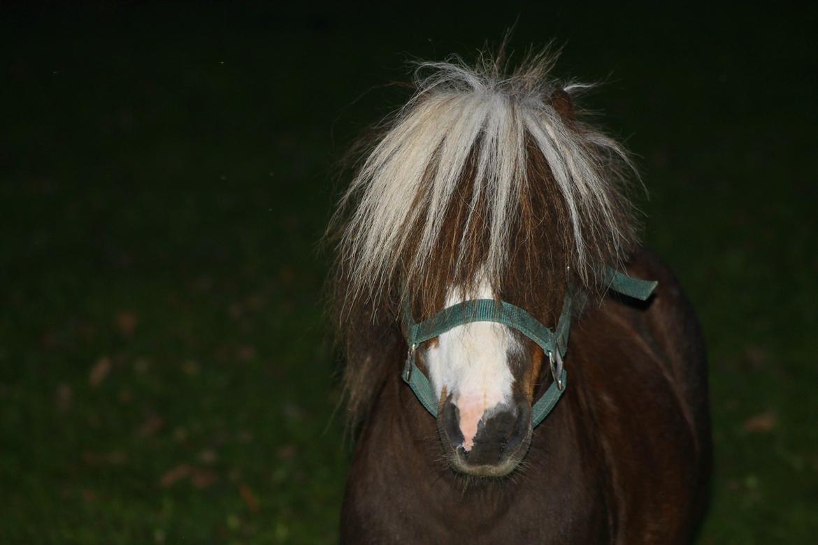 Miniature Picasso *HINGST* billede 16