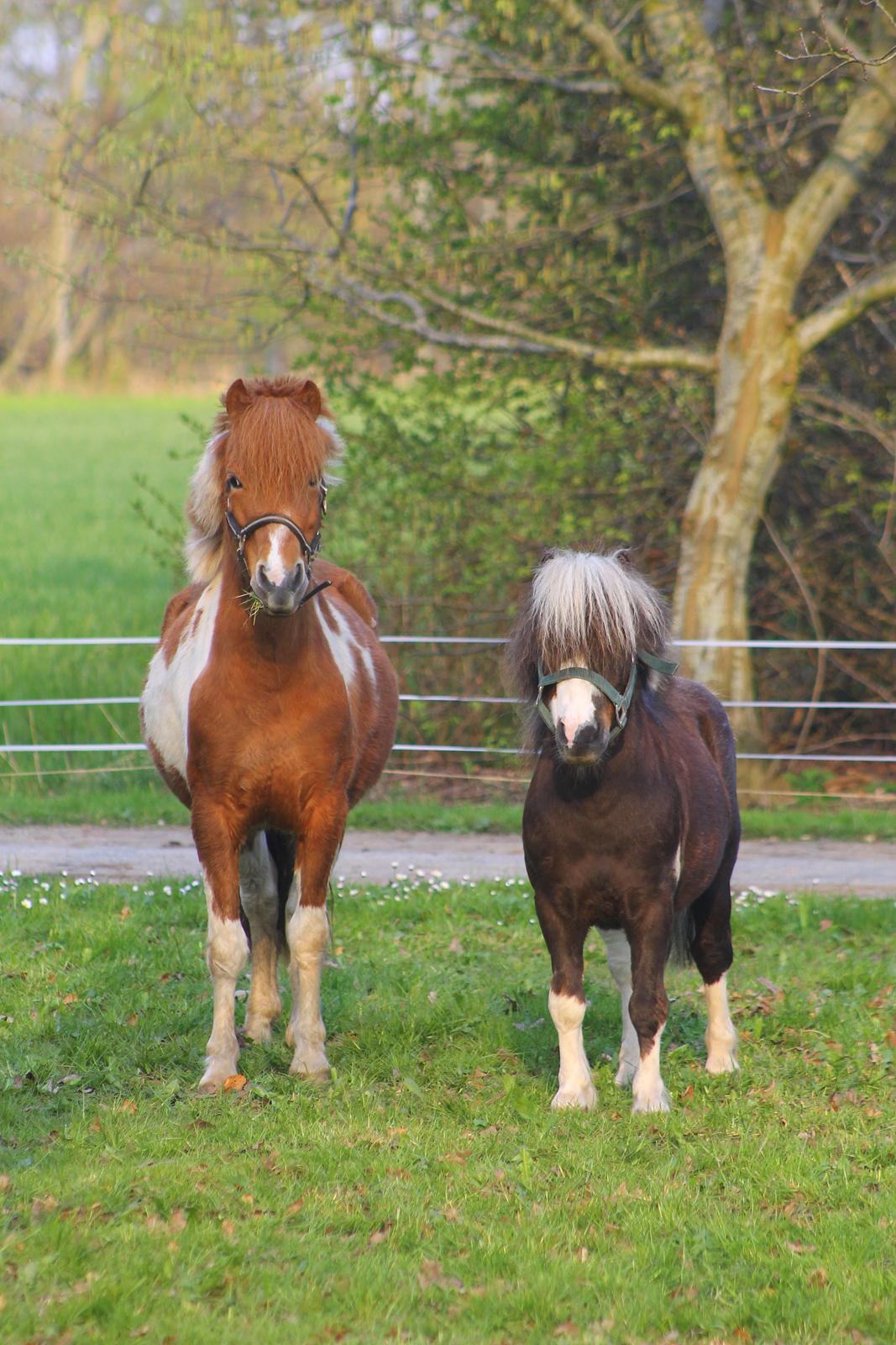 Miniature Picasso *HINGST* billede 12