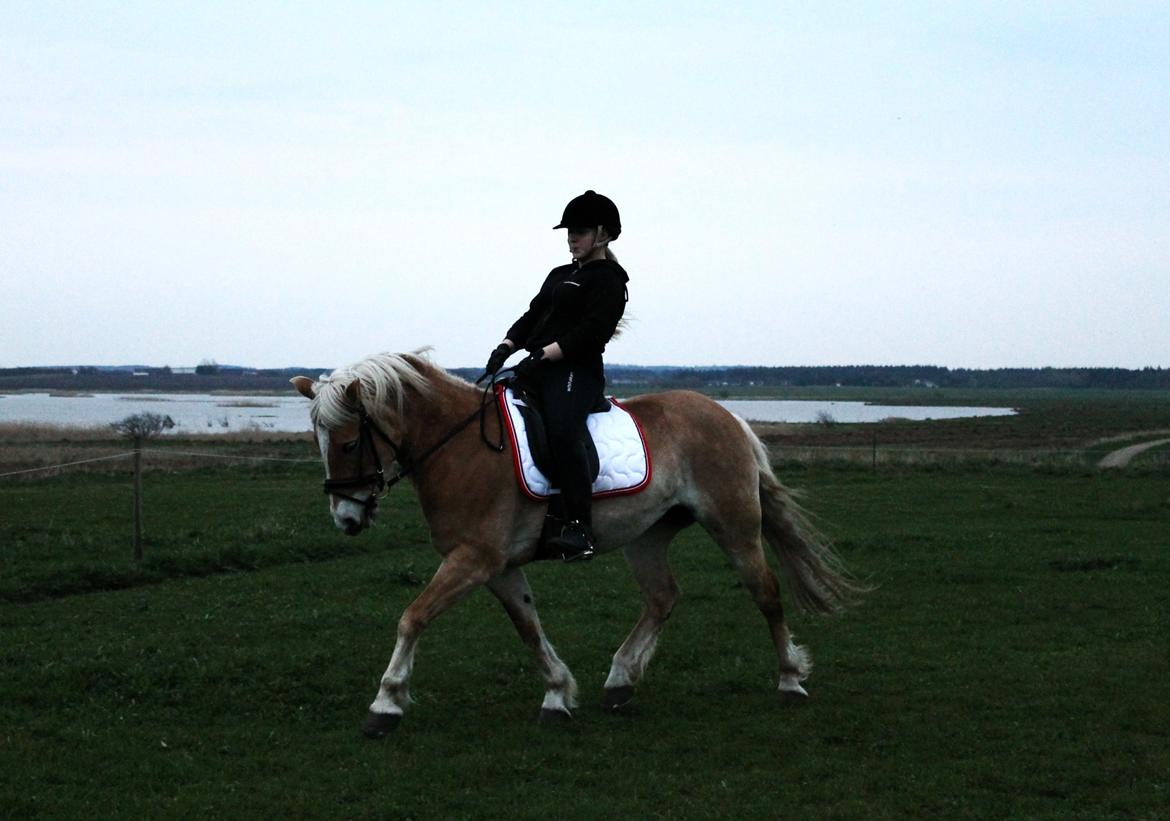 Haflinger Katinka - Fra d. 21 april 2014. Jeg har de vildeste klaverhænder her... billede 2