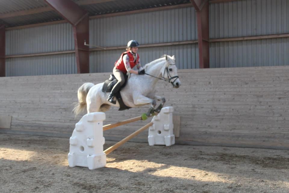 Connemara Hedegårdens Junker billede 12