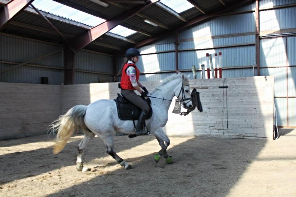 Connemara Hedegårdens Junker billede 10