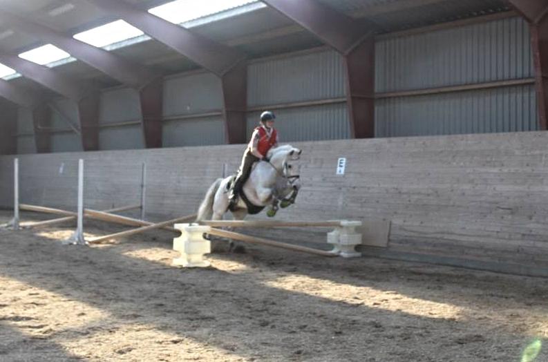 Connemara Hedegårdens Junker billede 15