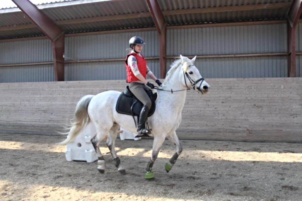 Connemara Hedegårdens Junker billede 1