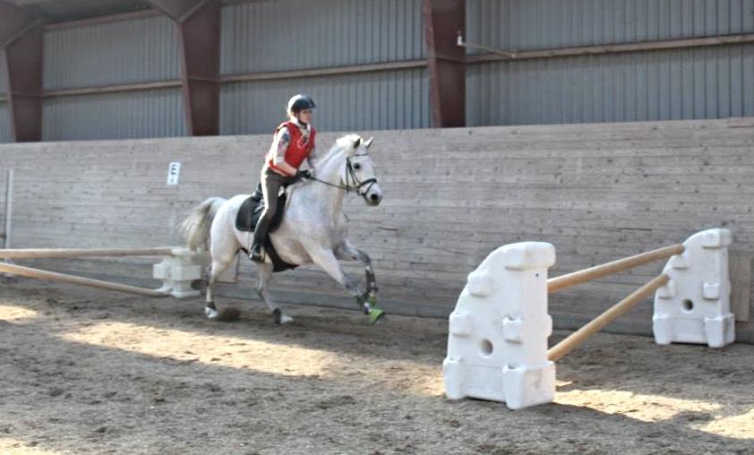 Connemara Hedegårdens Junker - Så dejligt at se at han ved hvad han skal <3 billede 17