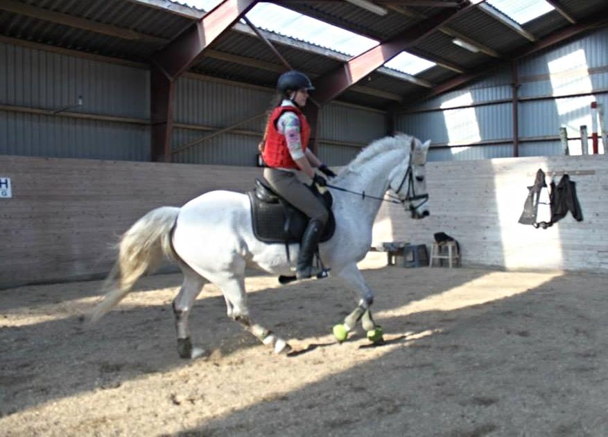 Connemara Hedegårdens Junker billede 18