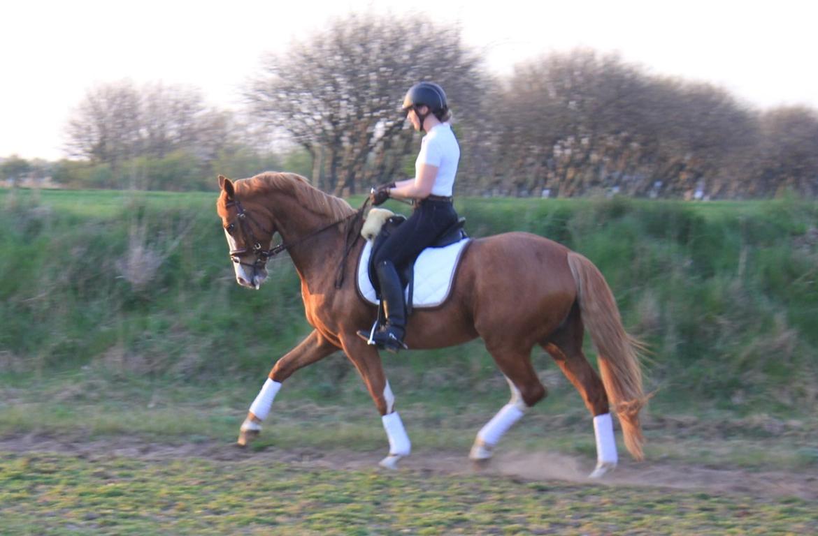 Dansk Varmblod Spanggaards De Fascinacion billede 4