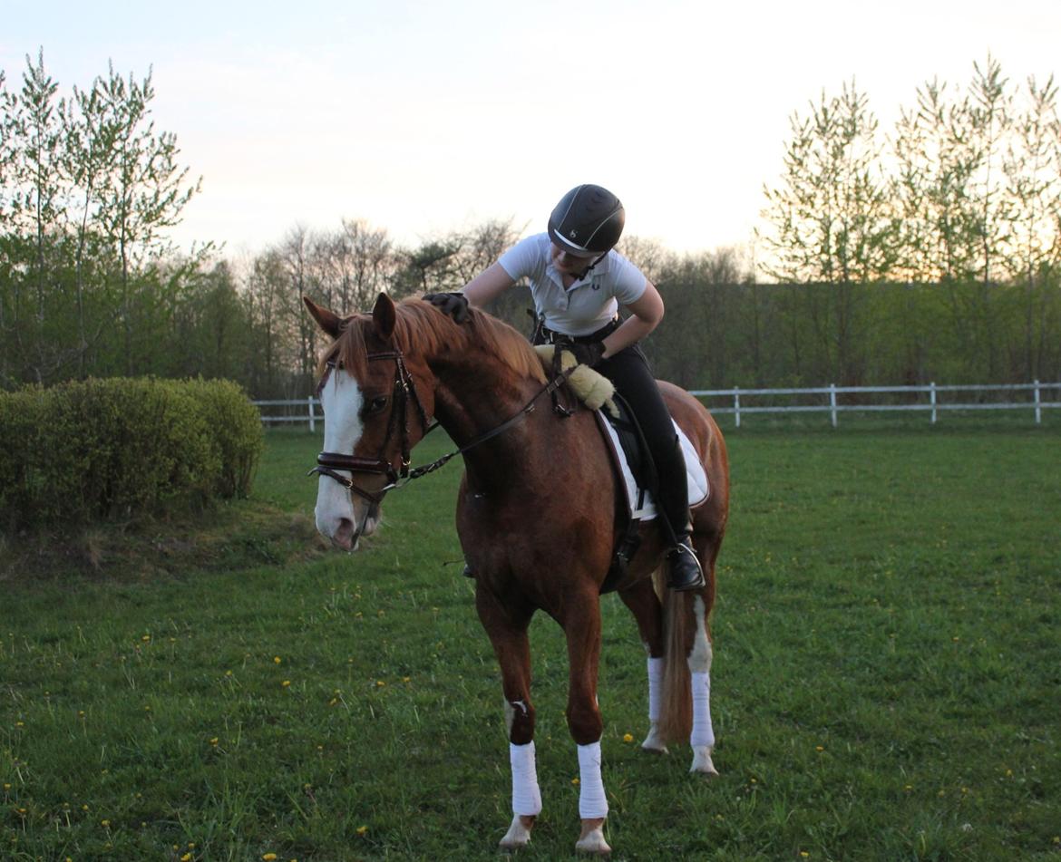 Dansk Varmblod Spanggaards De Fascinacion billede 5