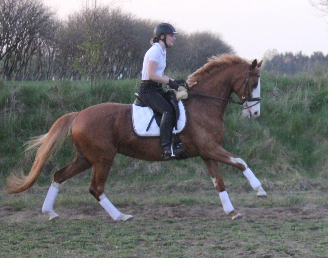 Dansk Varmblod Spanggaards De Fascinacion billede 7