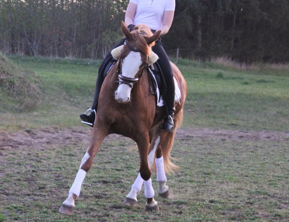 Dansk Varmblod Spanggaards De Fascinacion billede 8