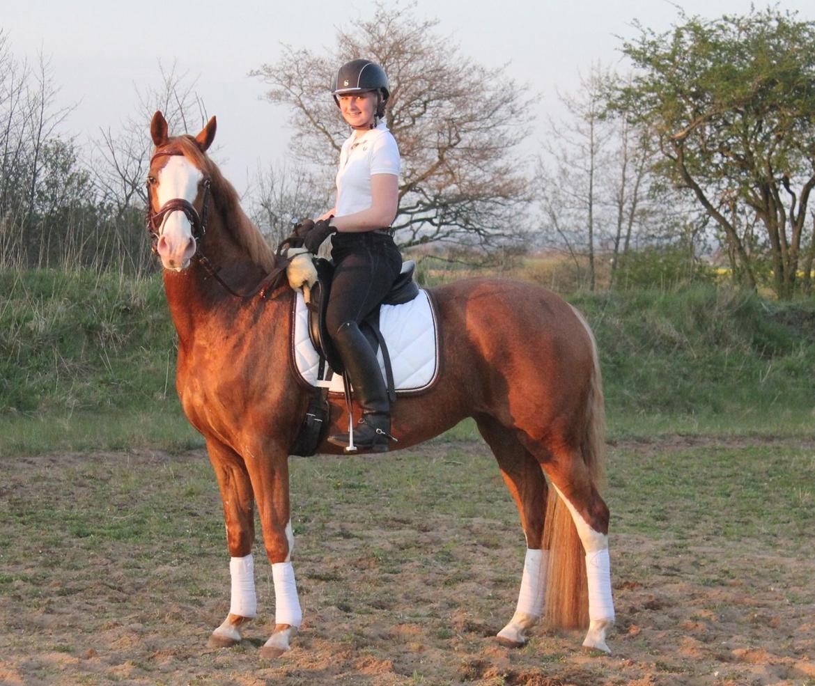 Dansk Varmblod Spanggaards De Fascinacion billede 1